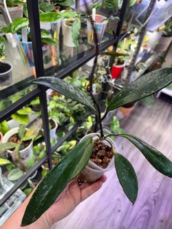 Hoya Publicalix Silver Pink