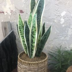  Plant For Decorating 