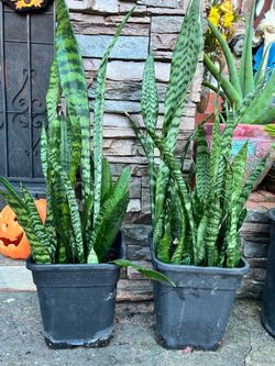 Suegra de lengua plant
