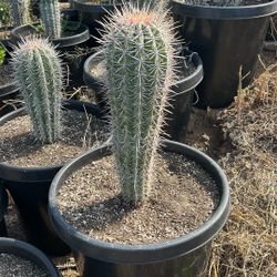 Rare Pachycereus Cardon Cactus 15g