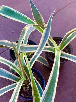 Maguey