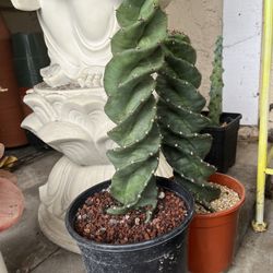 spiral cactus 1 gallon pot , 12 inches tall ,$75 each