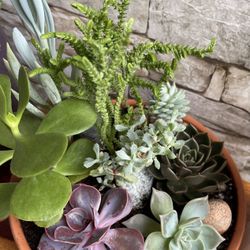 🎁🛍️Beautifully Mixed Succulents House Plants In A  Pot 3.5"x9" With Drainage