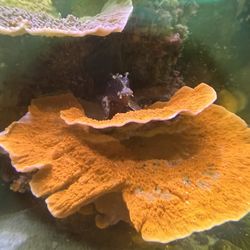 Red Plating Montipora 