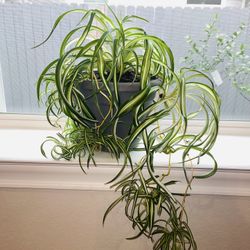 Curly Spider Plant In 8” Grey Plastic Pot 