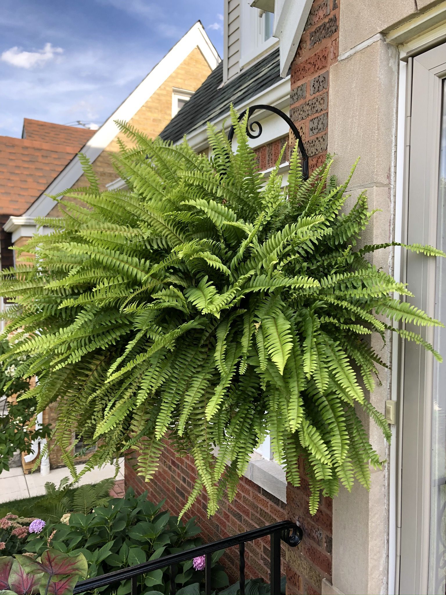 Fern Plant