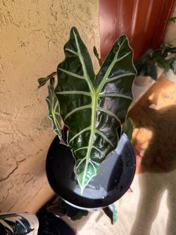 Alocasia Polly