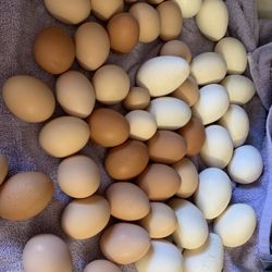 Eggs
