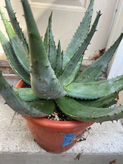 Aloe Ferox (cape aloe)