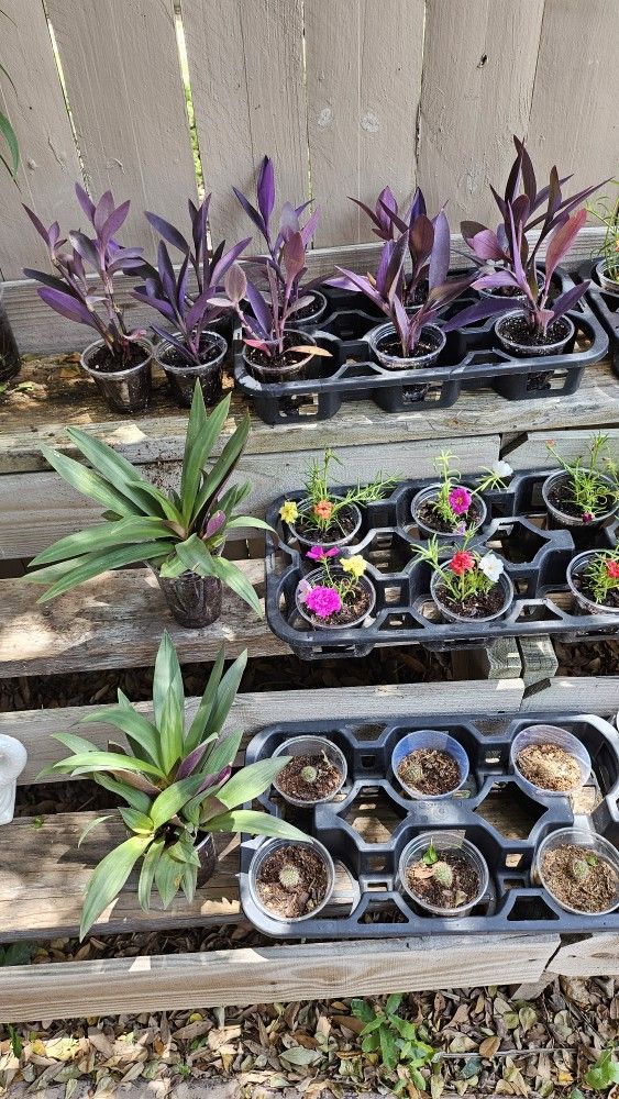 Pothos, Moses In A Cradle, Purple Hearts, Assorted Succulents ,amor de Un Rato Y Savilay Snake Plant 3 Each Or 2 For 5.00