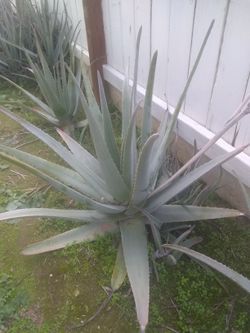 Olor Vera Plants Also 10 - 13 Inches= $12.00