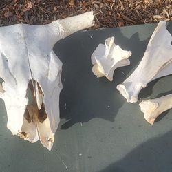 Cool Old Bull Skull & Bones Decor