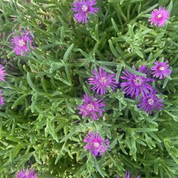 Hardy Pink Ice Plants Homegrown 