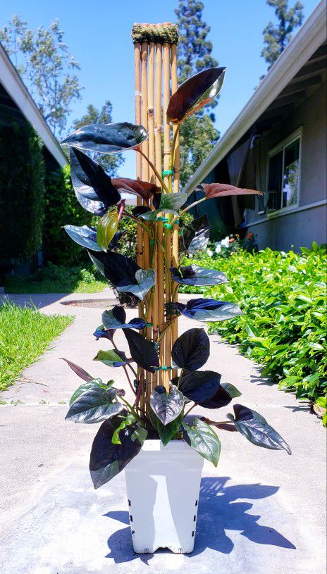 Syngonium Llano-Carti Road 28'' Tall On Handmade Bamboo Trellis