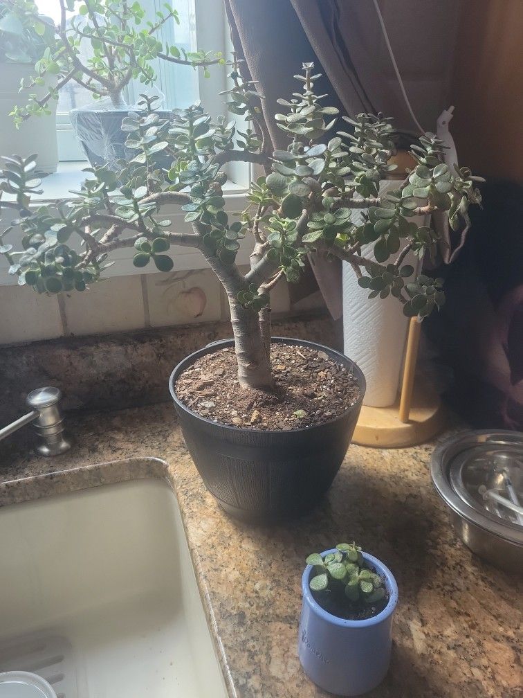 Bonsai Jade Plant Cutting