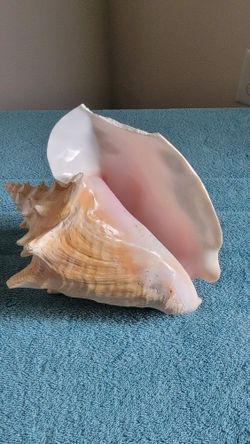 🌺 Conk Shell🌺