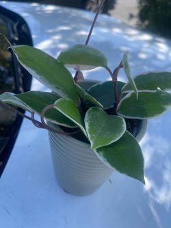 plant $10