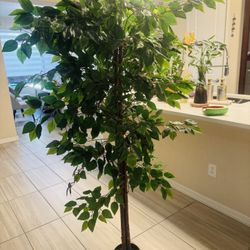 Artificial Ficus Plant (pair) 6 Ft