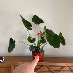 Anthurium Potted House Plant