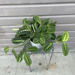 6” maranta lemon lime