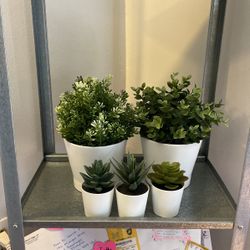 Plants And Succulents