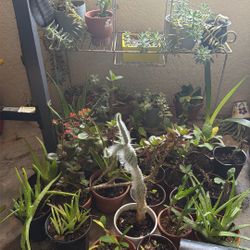 plants
