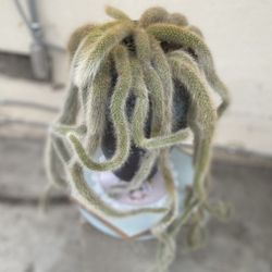 Hilderwintera Monkey Tail Blooming Plant, In 8 Inch Cerámic Pot Pick Up Only