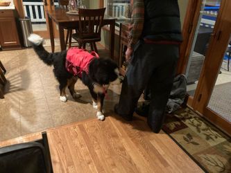 Kurgo XL life jacket for dog
