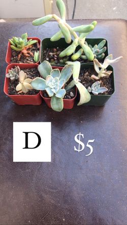 Succulent bundles #D
