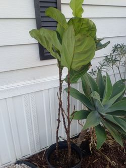 Fiddle-leaf figs about 4-5 feet high.