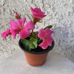 4 Inch Pot - Ivy Geranium Pink Flowers - Pelargonium Peltatum - Indoor Outdoor Plant - Rooted & Stablished - Drought Resistant 🪴 