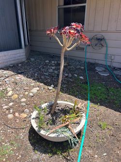 Outdoor planter with plant beautiful