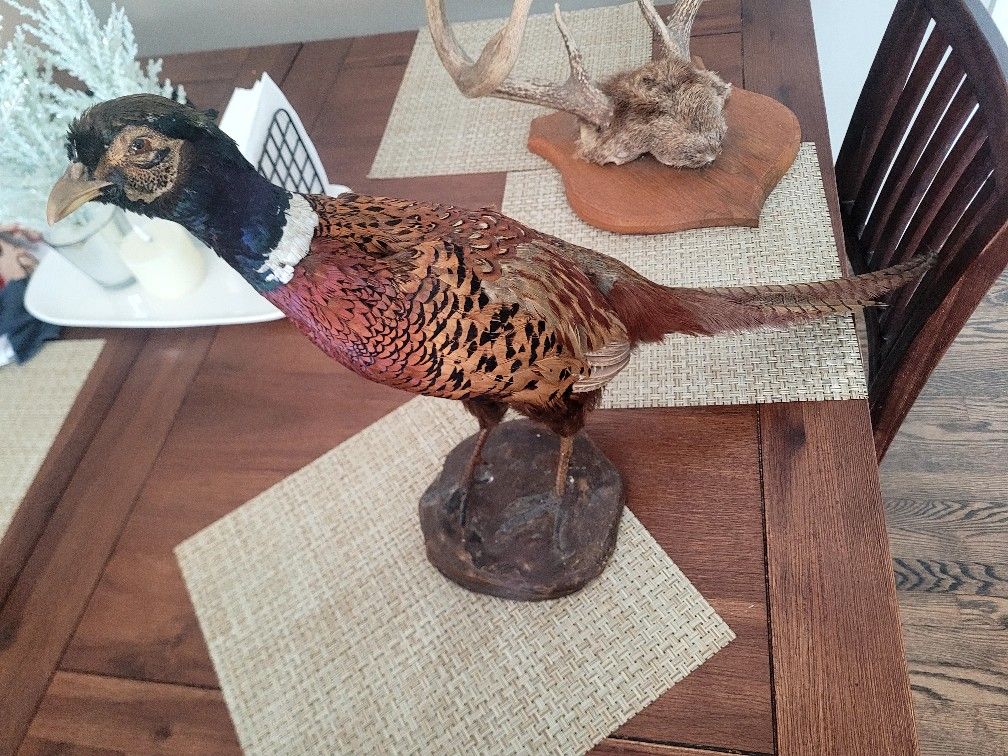 Pheasant Taxidermy