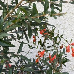 15-gallons-potter Ornamental Pomegranate In Bloom With Decorative Fruits 
