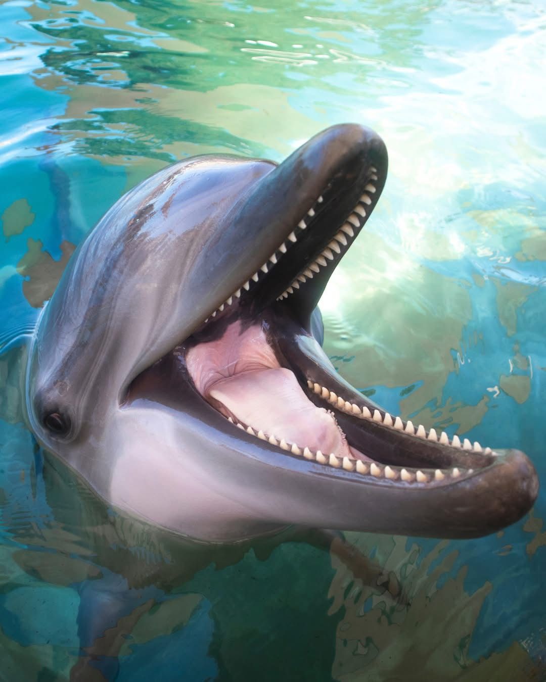 SEA WORLD BOLETOS