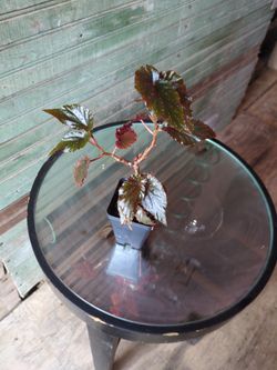 Begonia Angel Wing "Black Magic" 