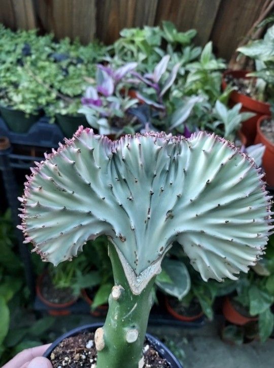 SUNDAY AND MONDAY PLANT SALE IN SAN LORENZO
