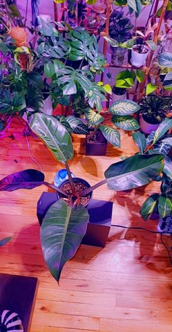 Huge Philodendron 💚🌿🌱🪴