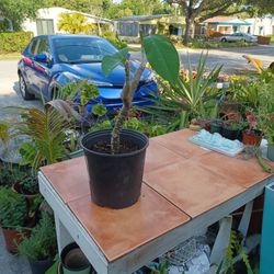 White Frangipai 3 Gallon Pot