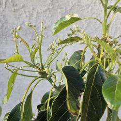 Arbol Aguacate GEM 5 galones 