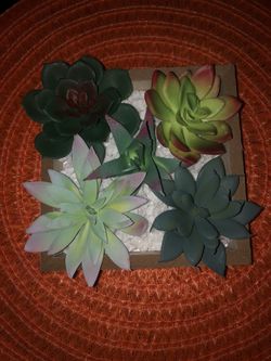 Succulent Decor