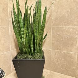 Nature (live) Plants w container. 