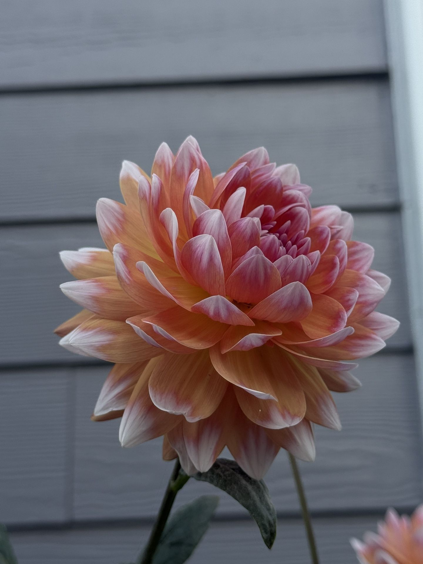 Dahlia “Summit Festival”