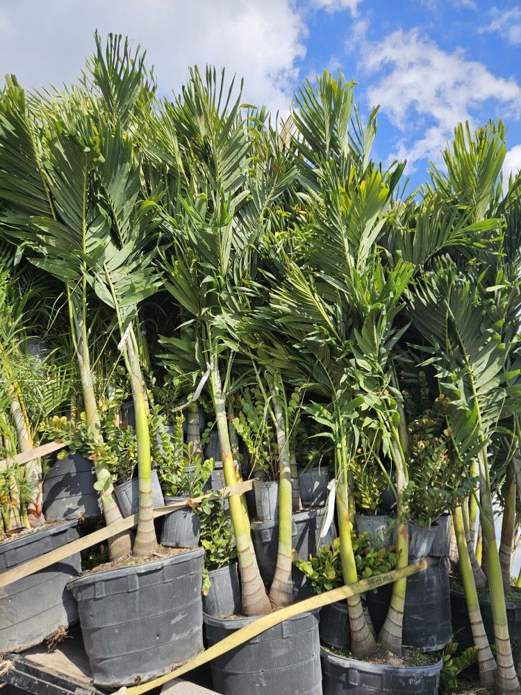 Christmas palms l Instant privacy Hedge and decoration