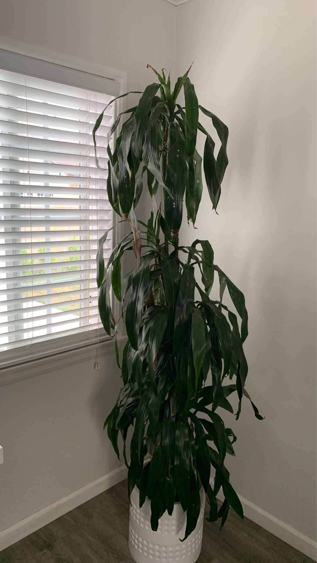 Dracena plant-over 6ft tall