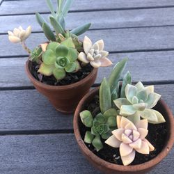 Succulent Arrangement In Clay Pot X2 For Mother’s Day 