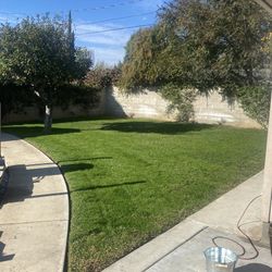 Lawn Renovation 