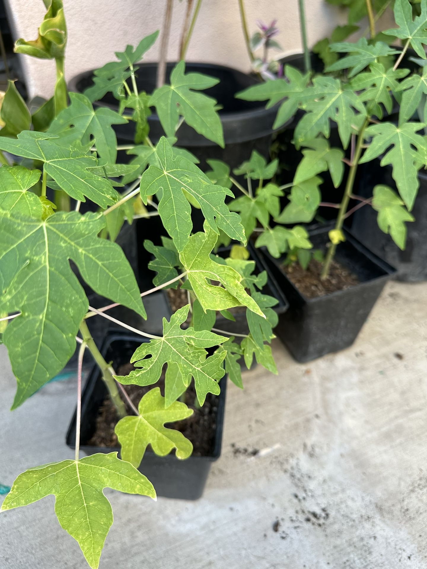 Papaya Plant In 6 Inches Pot