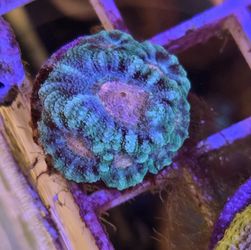 Decoration Cali Kidd Watermelon Micromussa Frag  Rare