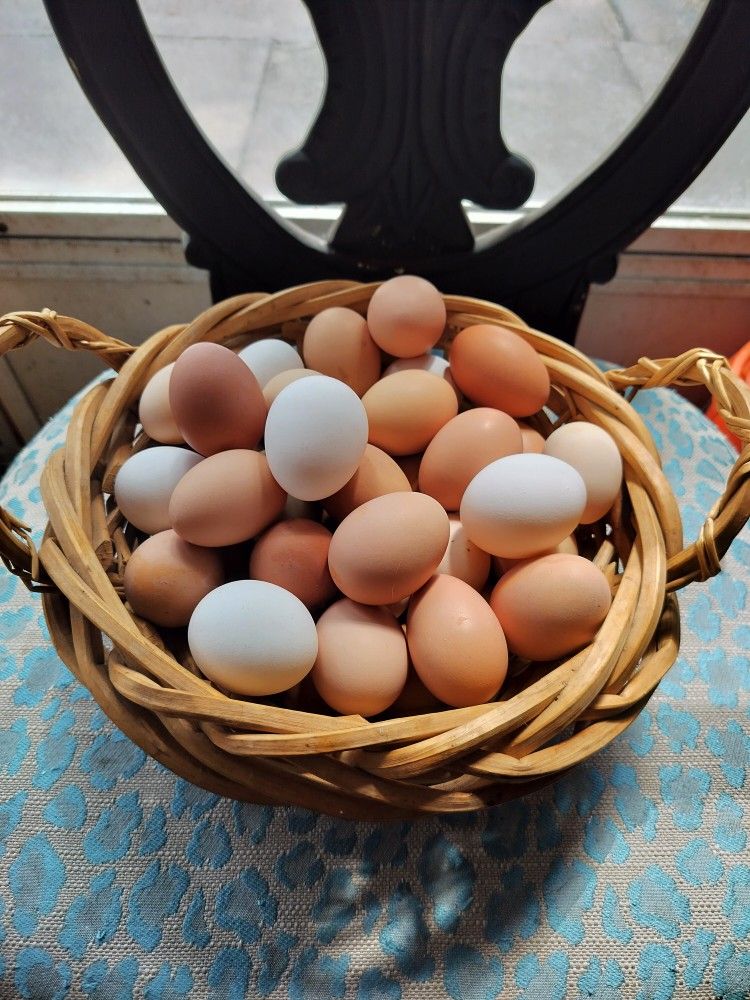 organic eggs 24 X 12 Dollars / Huevos Orgánicos 24 X 12 Dólares